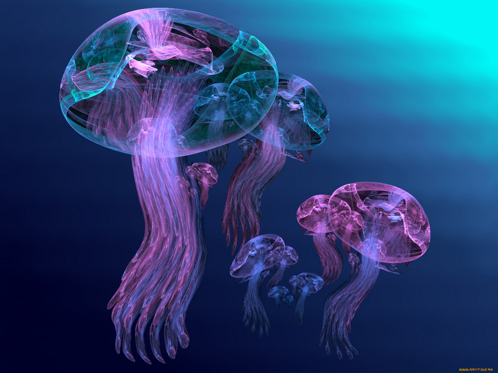 3, , animals, , , 